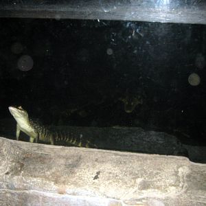 Kingdoms of the Night-American Aliigator