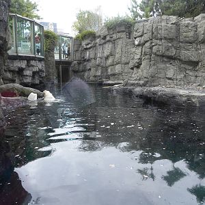 Polar Bear Exhibit