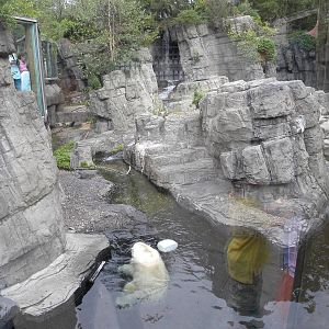 Polar Bear Exhibit