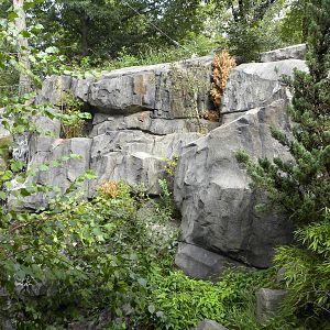 Snow Leopard Exhibit