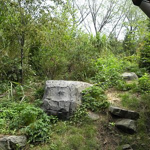 Snow Leopard Exhibit