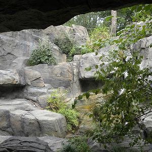 Snow Leopard Exhibit