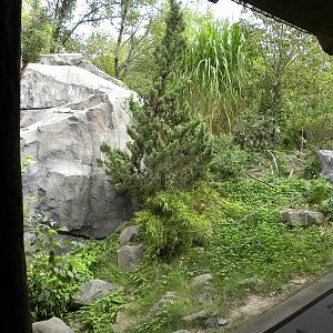 Snow Leopard Exhibit