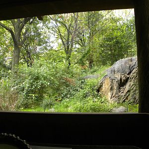 Snow Leopard Exhibit #2