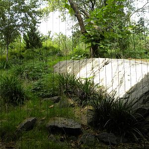 Snow Leopard Exhibit #2