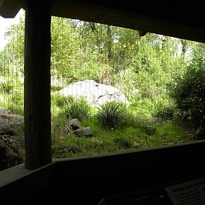 Snow Leopard Exhibit #2