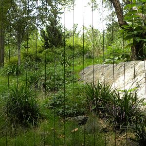 Snow Leopard Exhibit #2