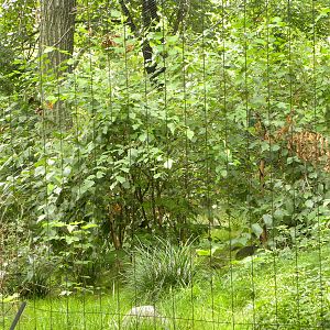 Snow Leopard Exhibit #2