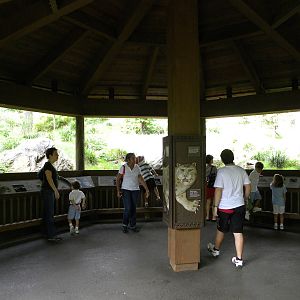 Snow Leopard Exhibit #2