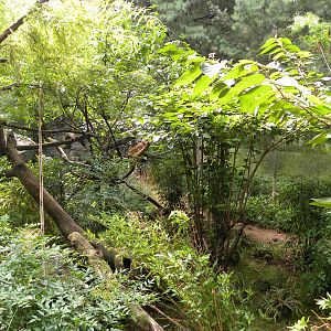 Red Panda Exhibit