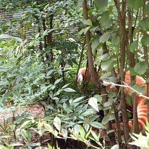 Red Panda Exhibit