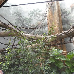 Tropic Zone: The Rainforest