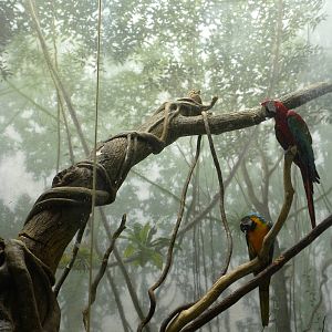 Tropic Zone: The Rainforest