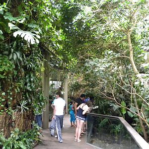 Tropic Zone: The Rainforest