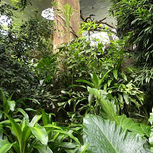 Tropic Zone: The Rainforest