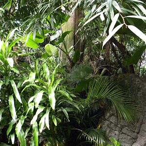 Tropic Zone: The Rainforest