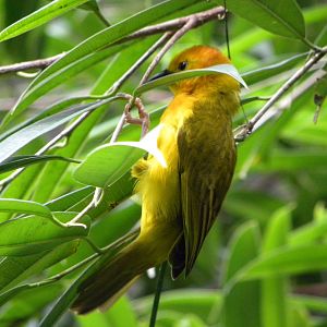 Tropic Zone: The Rainforest