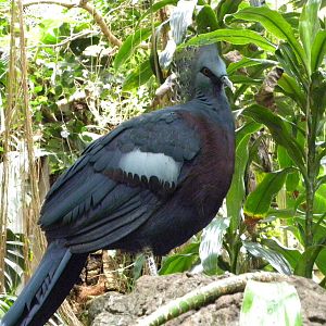 Tropic Zone: The Rainforest