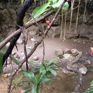 Tropic Zone: The Rainforest