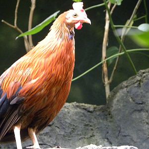 Tropic Zone: The Rainforest