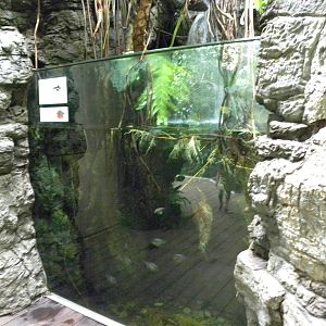 Tropic Zone: The Rainforest