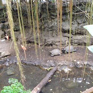 Tropic Zone: The Rainforest