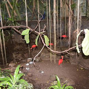 Tropic Zone: The Rainforest