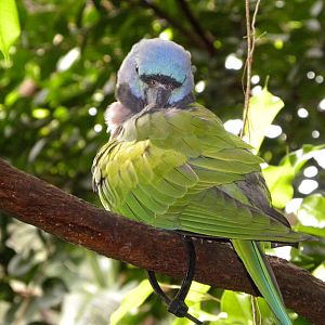 Tropic Zone: The Rainforest