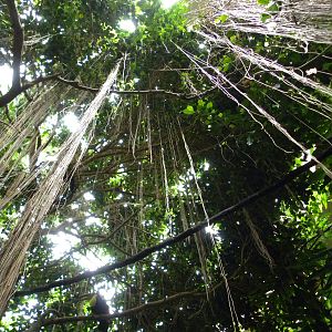 Tropic Zone: The Rainforest