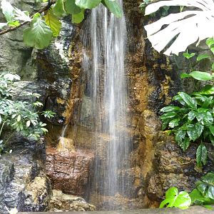 Tropic Zone: The Rainforest