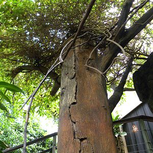 Tropic Zone: The Rainforest