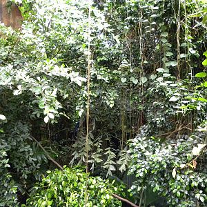 Tropic Zone: The Rainforest