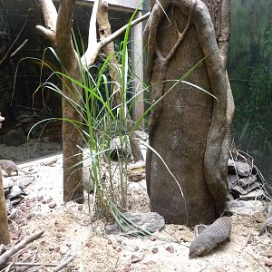 Tropic Zone: The Rainforest