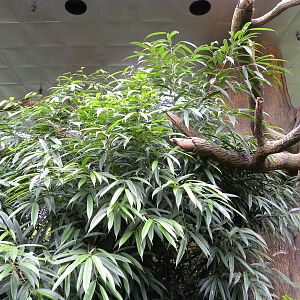 Tropic Zone: The Rainforest