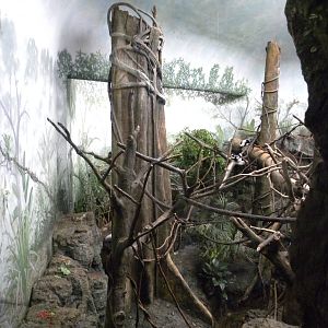 Tropic Zone: The Rainforest