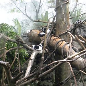 Tropic Zone: The Rainforest