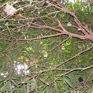 Tropic Zone: The Rainforest