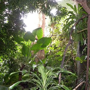 Tropic Zone: The Rainforest