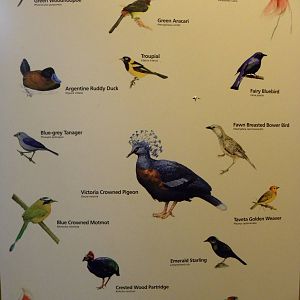 Tropic Zone: The Rainforest