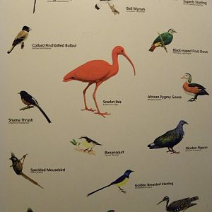 Tropic Zone: The Rainforest