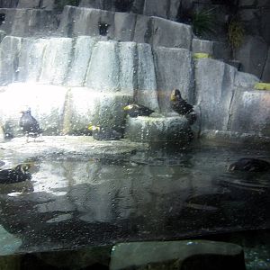 Scott Aquarium-Puffins