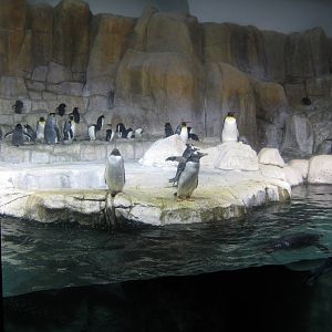 Scott Aquarium-King and Gentoo Penguins