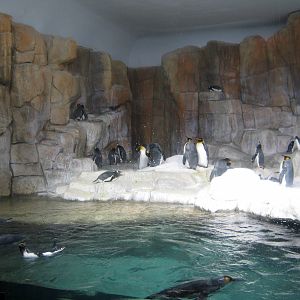 Scott Aquarium-King and Gentoo Penguins