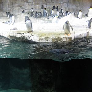 Scott Aquarium-King and Gentoo Penguins