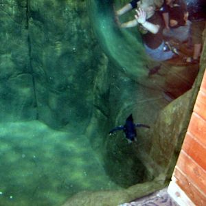 Scott Aquarium-Gentoo Penguin