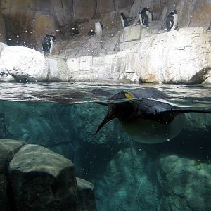 Scott Aquarium-King Penguin