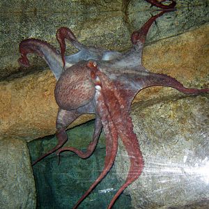 Scott Aquarium-Giant Pacific Octopus