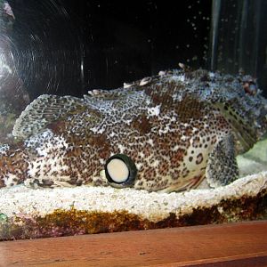 Scott Aquarium-Scorpionfish