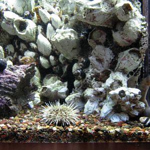 Scott Aquarium-Sea Urchin