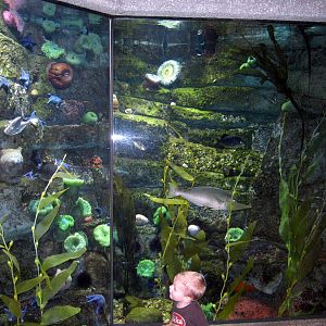 Scott Aquarium-Kelp Tank